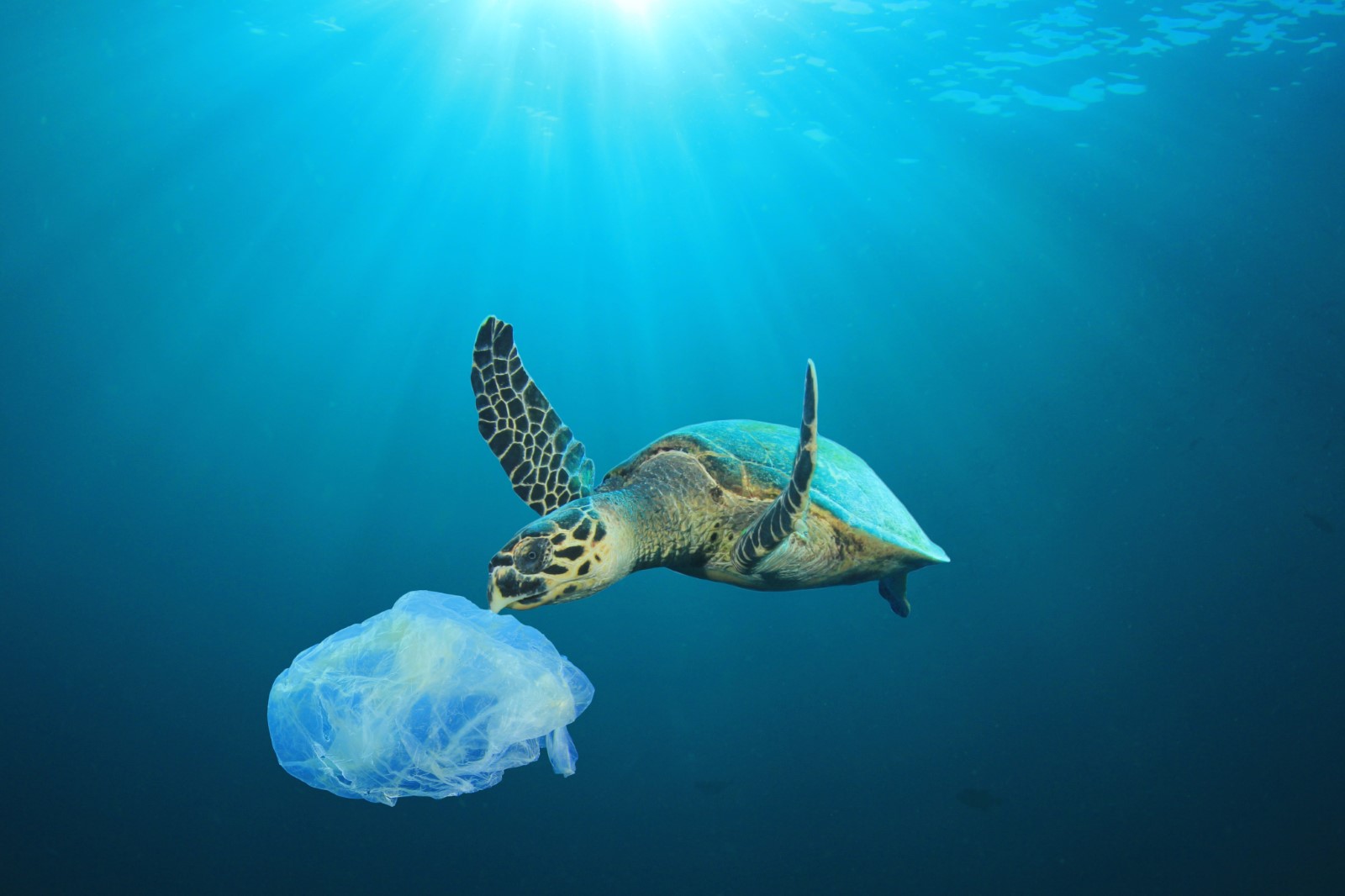 Una tortuga marina nadando hacia una bolsa de plástico flotante en el océano, destacando los efectos negativos de la contaminación por plástico y la importancia de la limpieza y el reciclaje de los océanos.